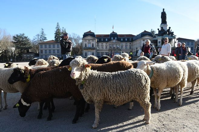 , Des brebis et des opposants à la déviation de la RN 88 en transhumance dans le centre-ville du Puy-en-Velay